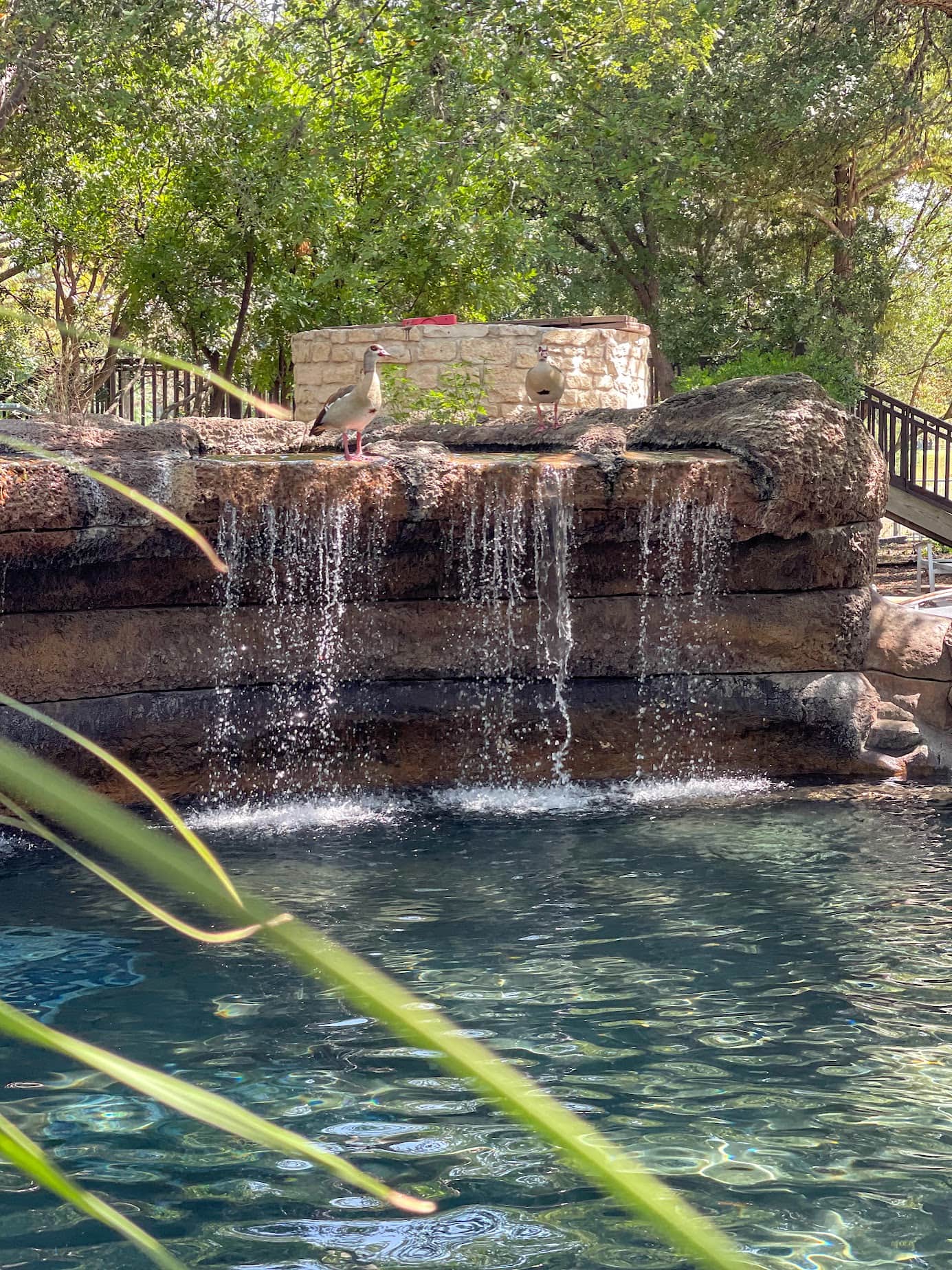 waterfall with ducks