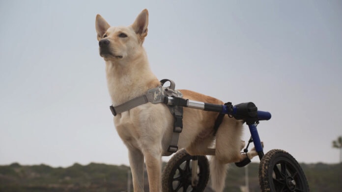 dog with wheelchair