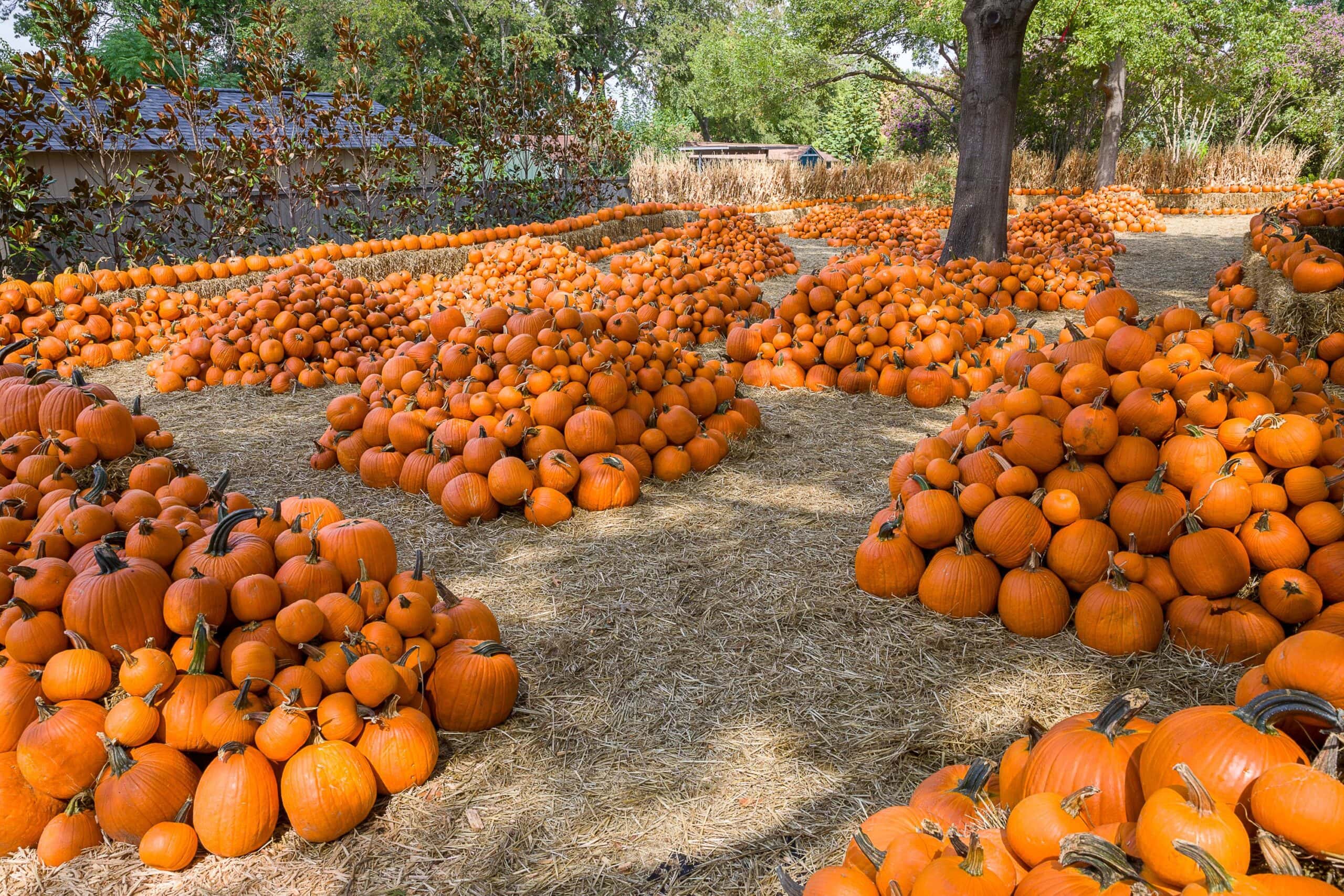 pumpkins