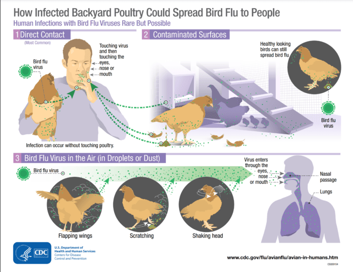 Bird flu infographic