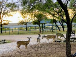 deer