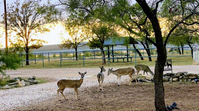deer