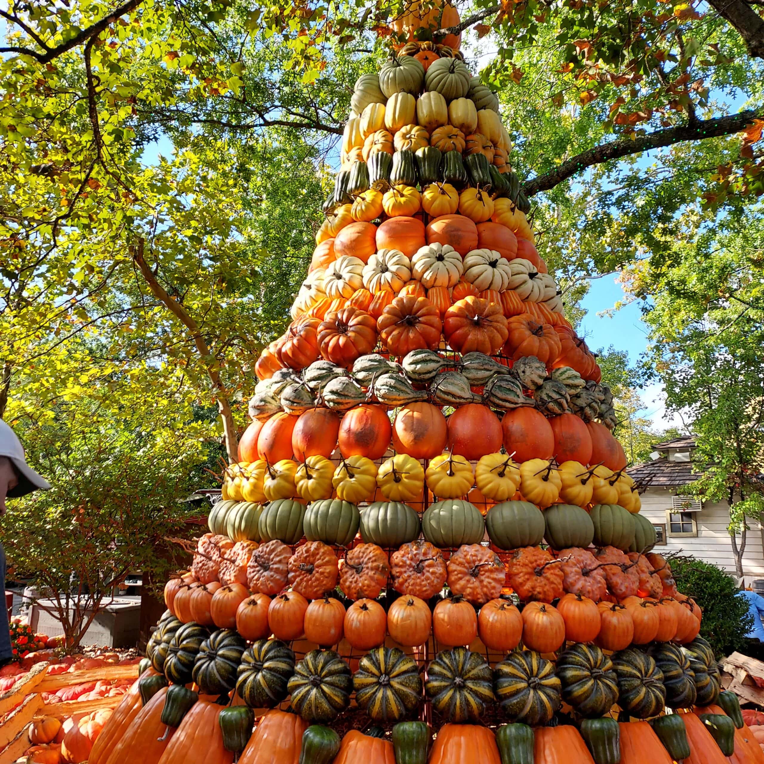 Silver Dollar City pumpkins