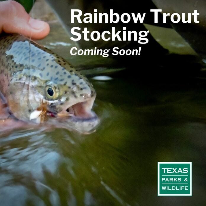 rainbow trout