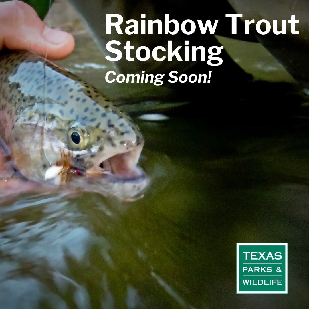 Rainbow Trout Fishing Heading to a Waterbody Near You - Focus