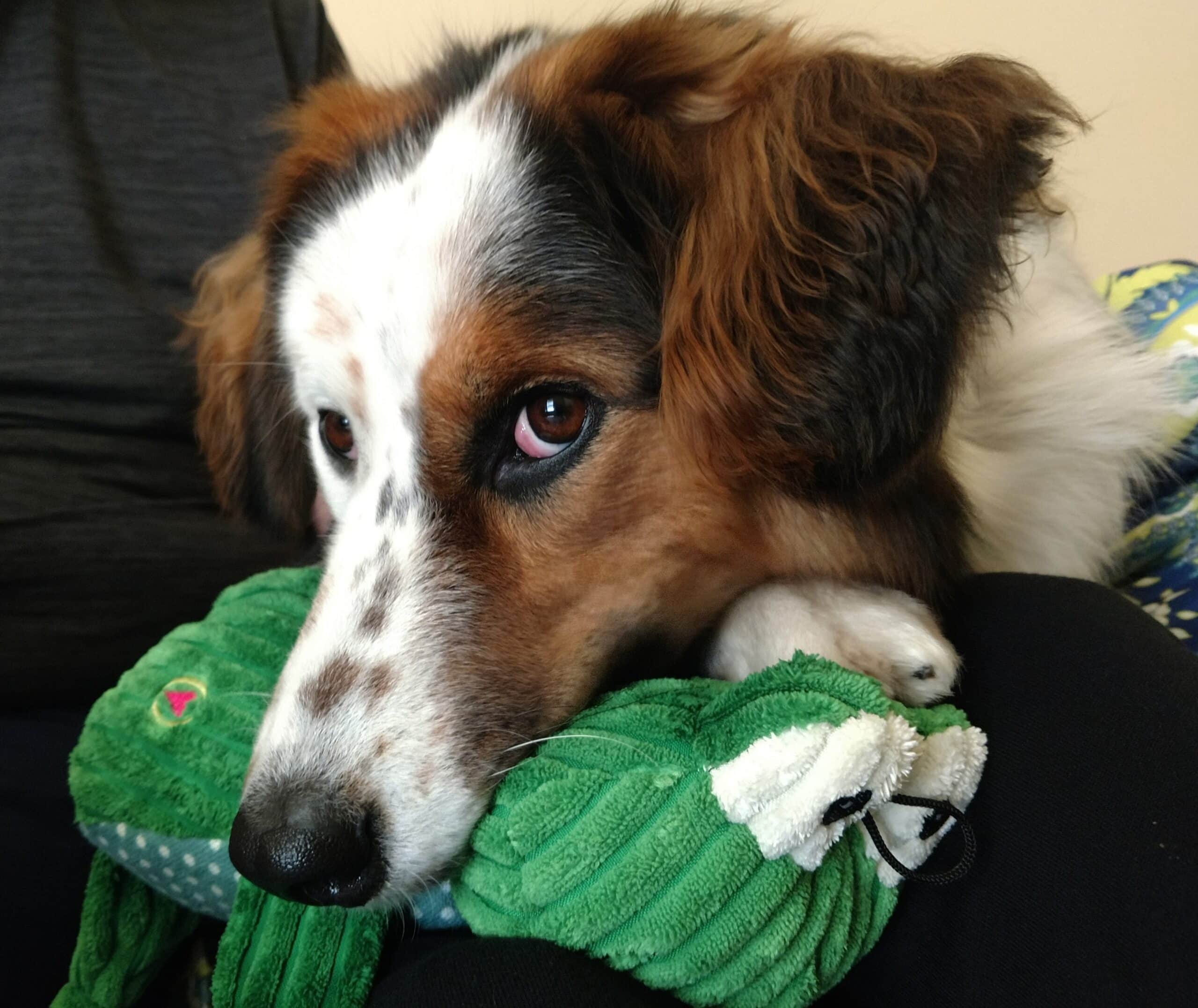 dog with stuffed toy in mouth