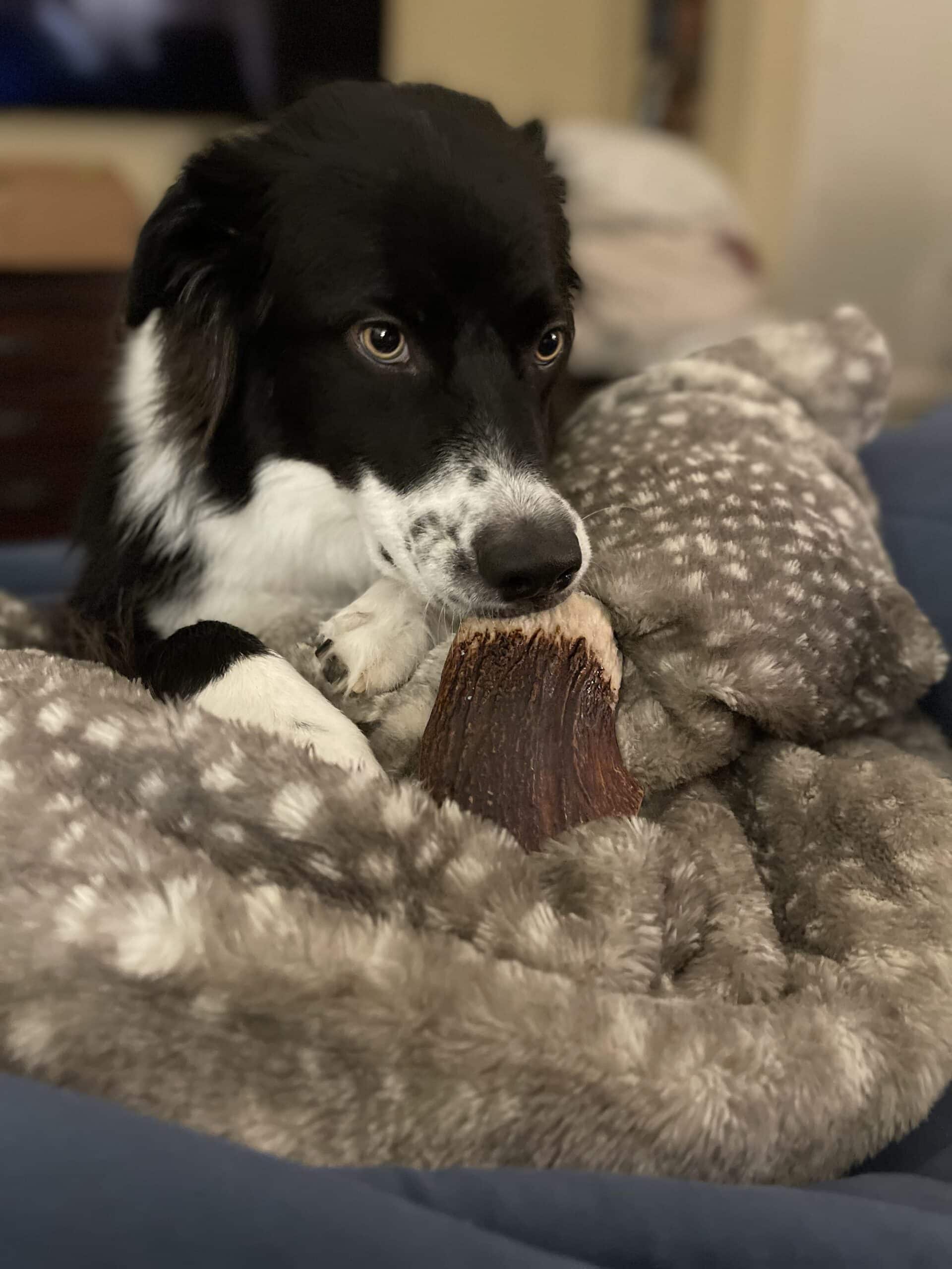 Dog with moose paddle