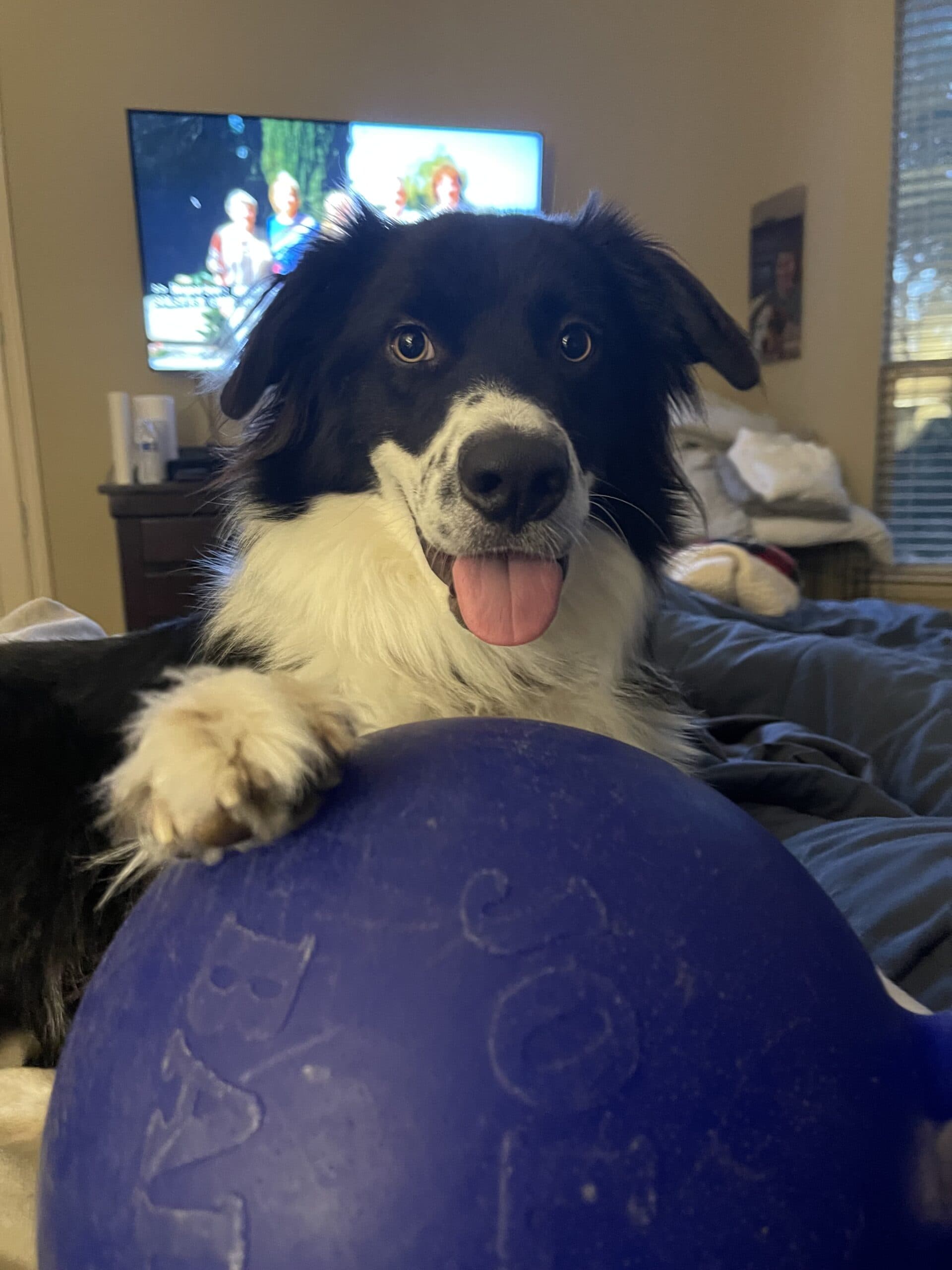 dog with purple jolly ball