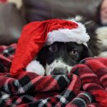 What Your Dogs Really Want For Christmas dog wearing Santa hat