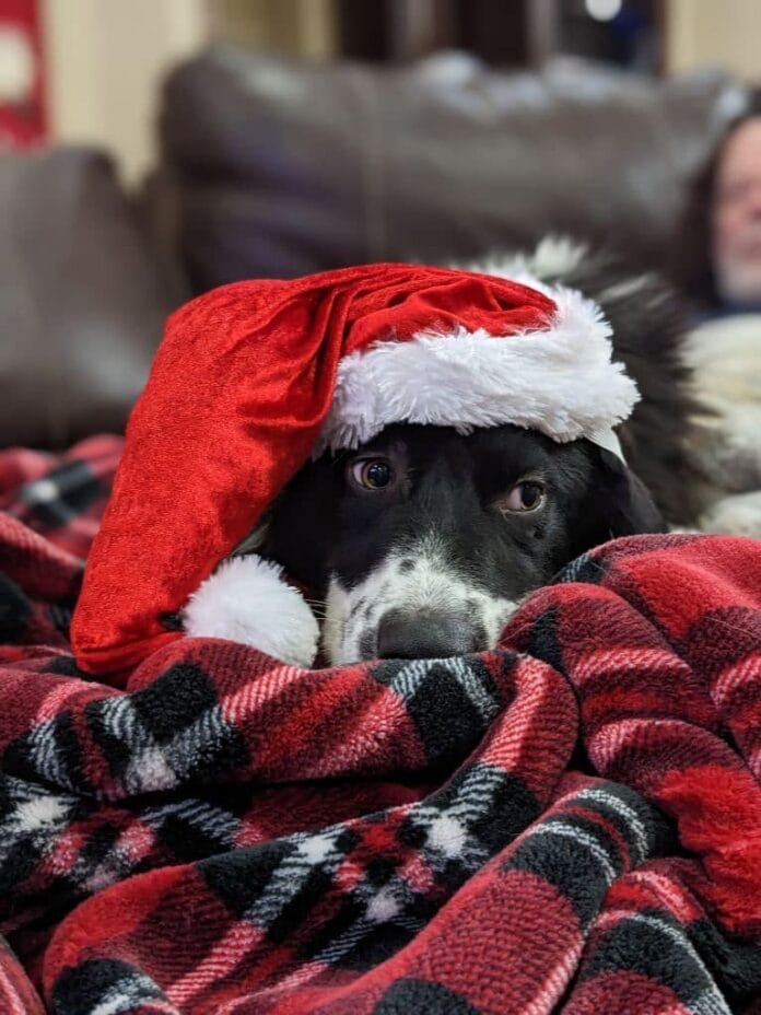 dog wearing Santa hat