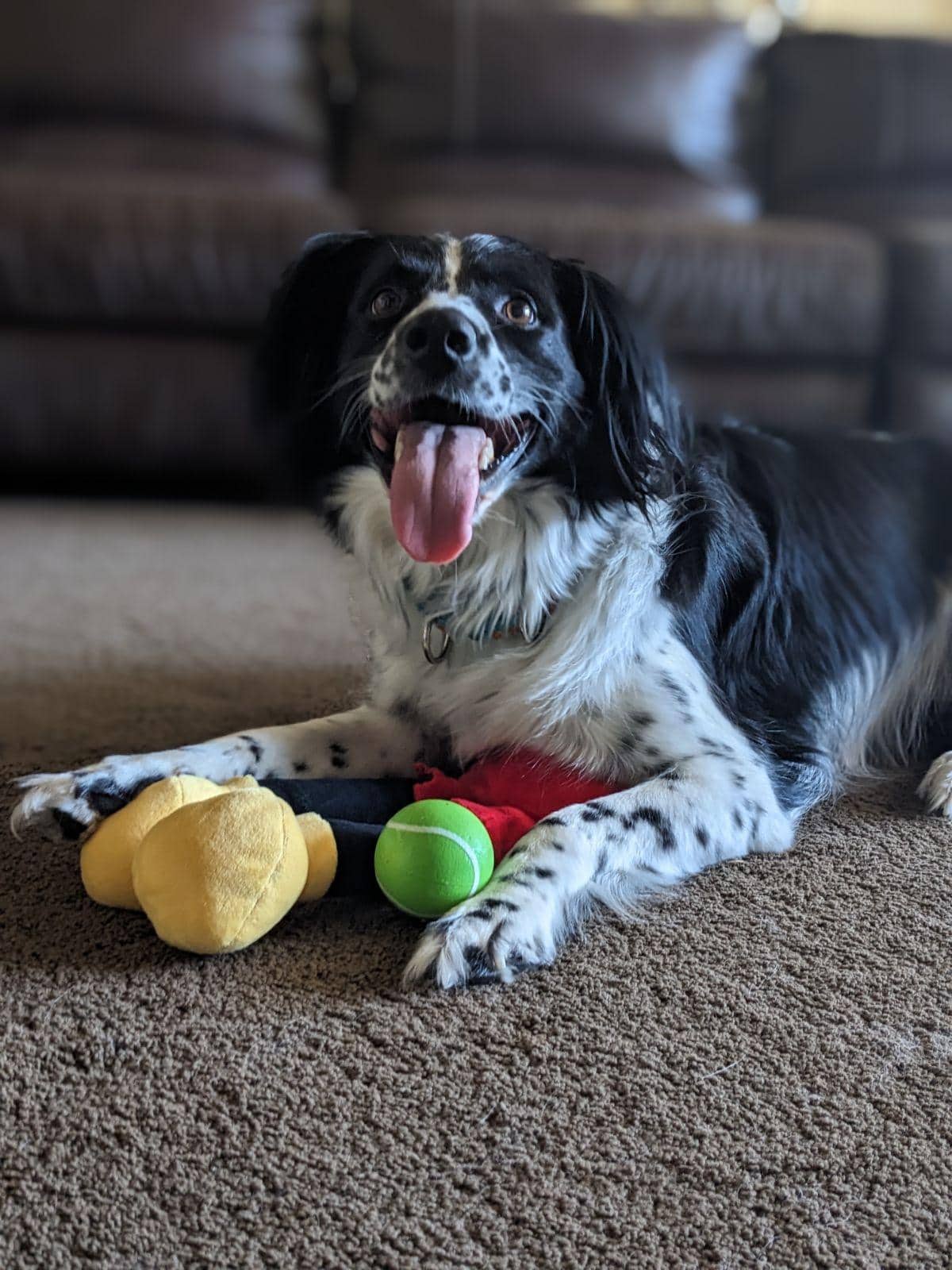 dog with green ball and stuffed animal