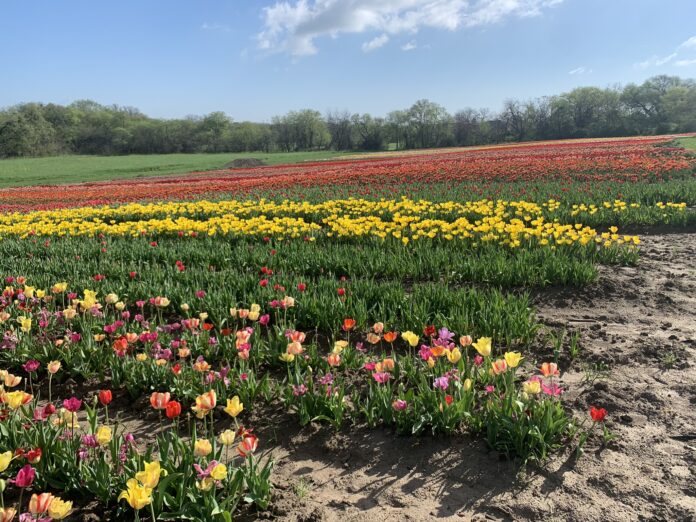 field of tulips