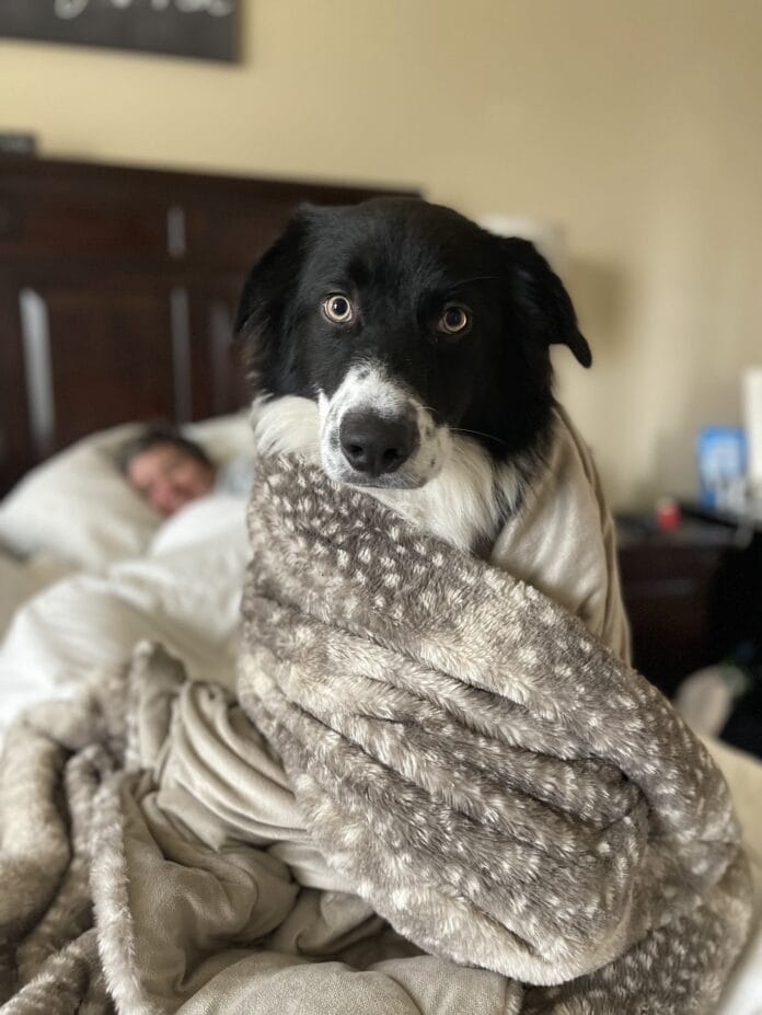 dog wrapped in blanket