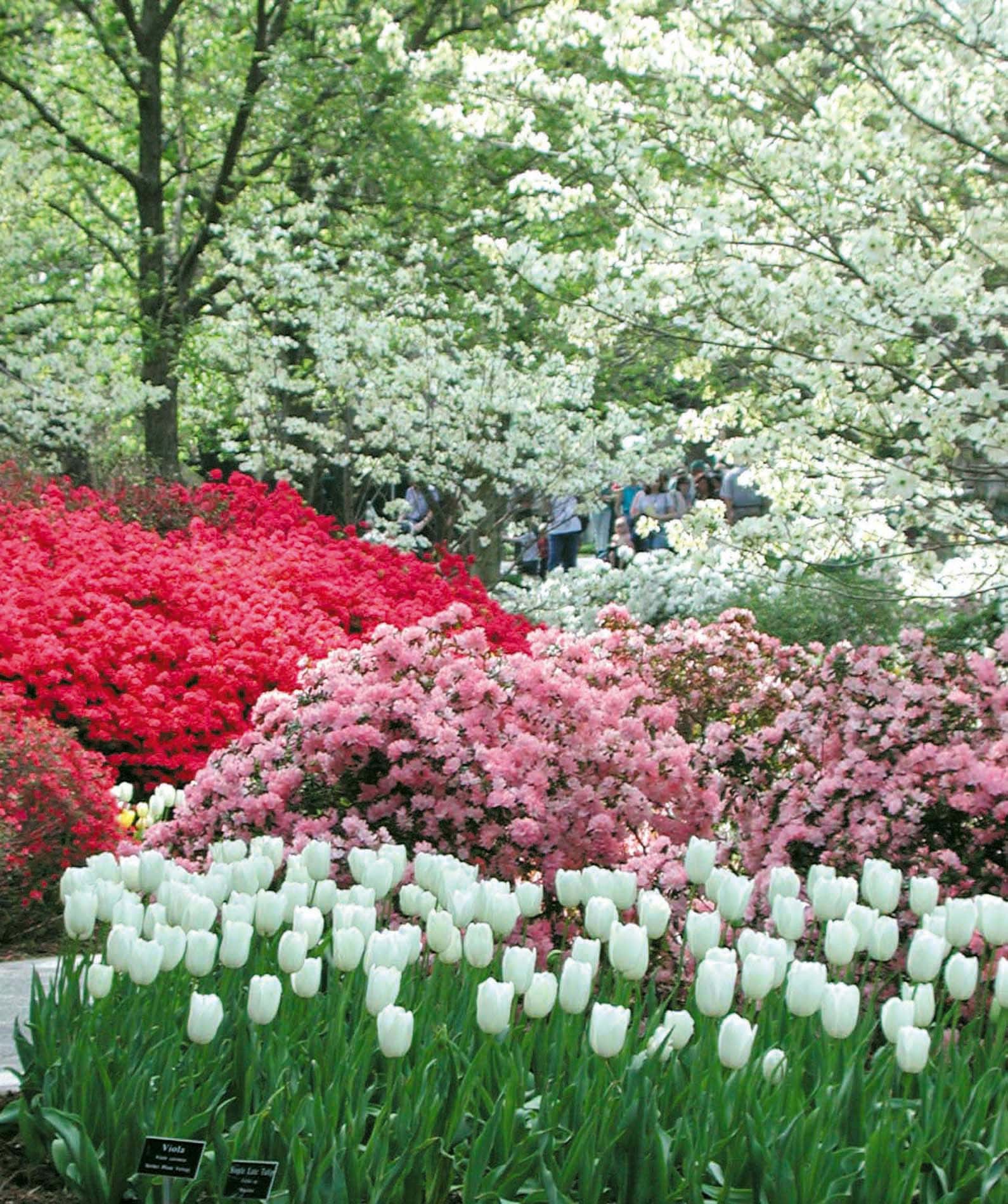 Dallas Blooms with azaleas