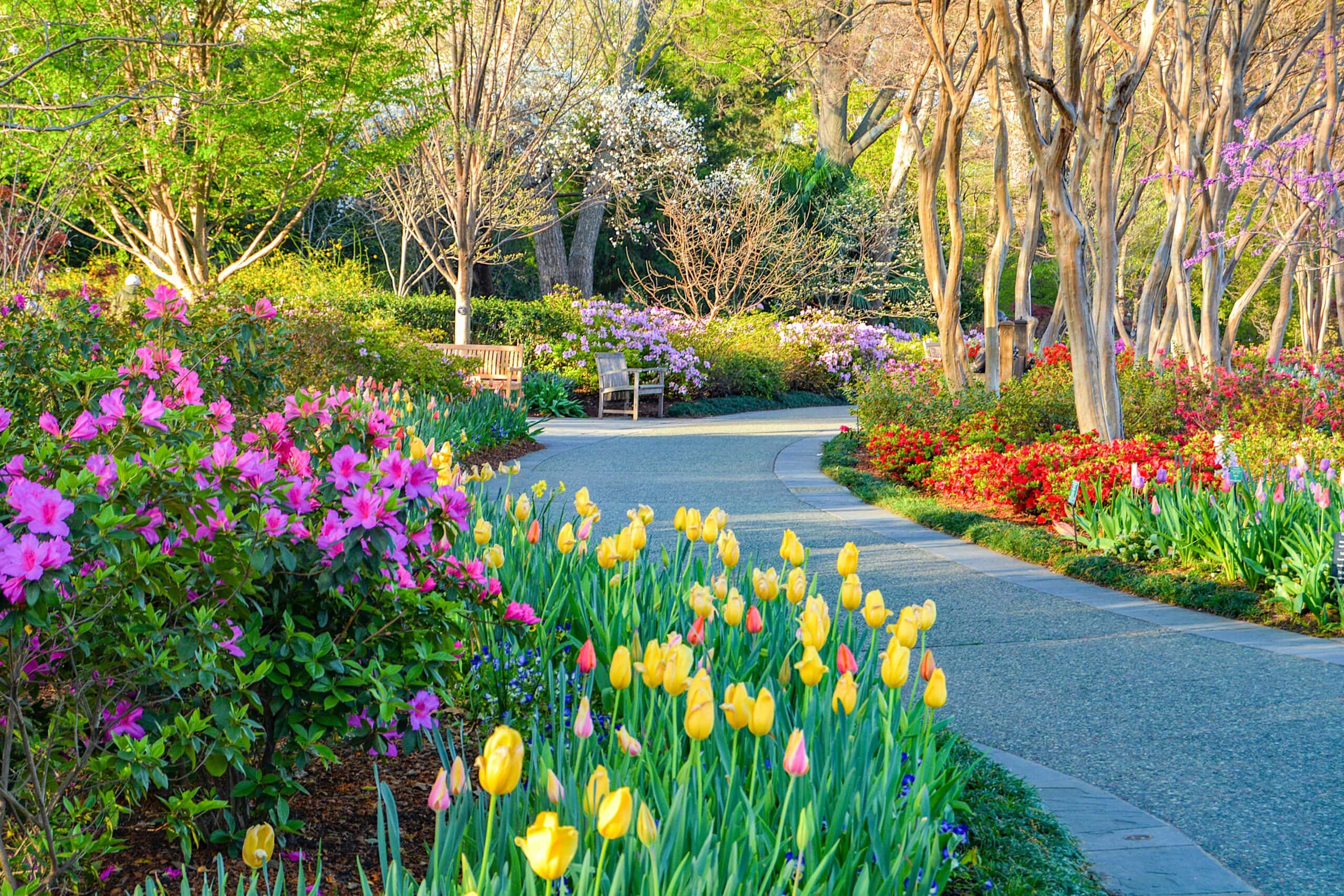 Dallas Blooms opens at Arboretum
