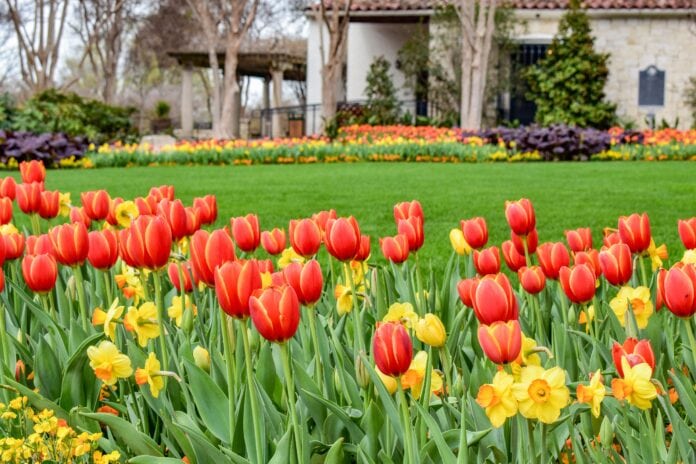 Dallas Blooms DeGolyer house