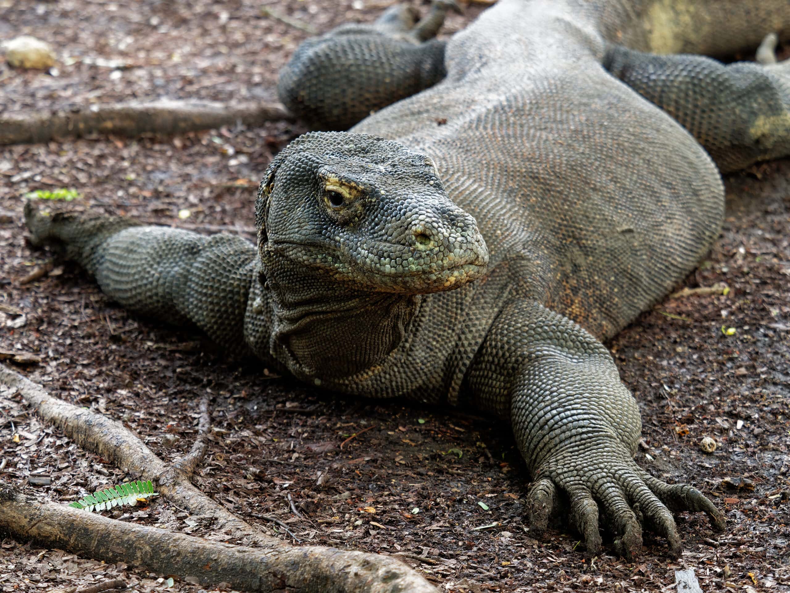 Komodo Dragon