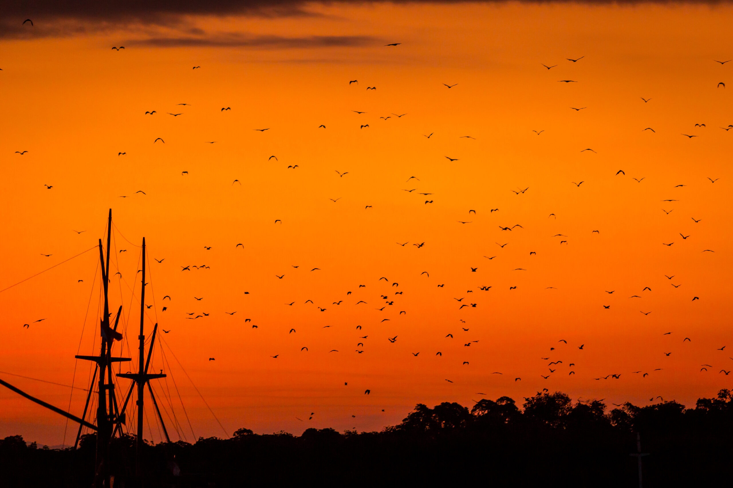 Sunset at Kalong Island with bats 