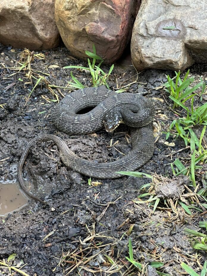 snake
