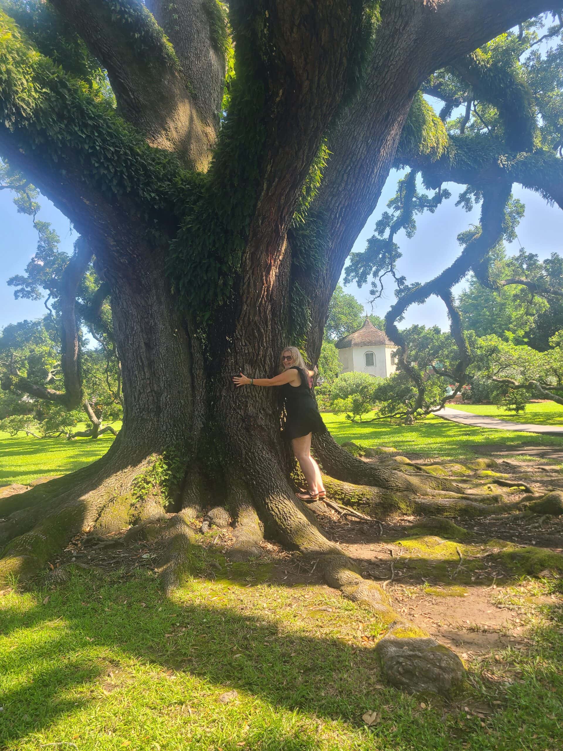 massive tree