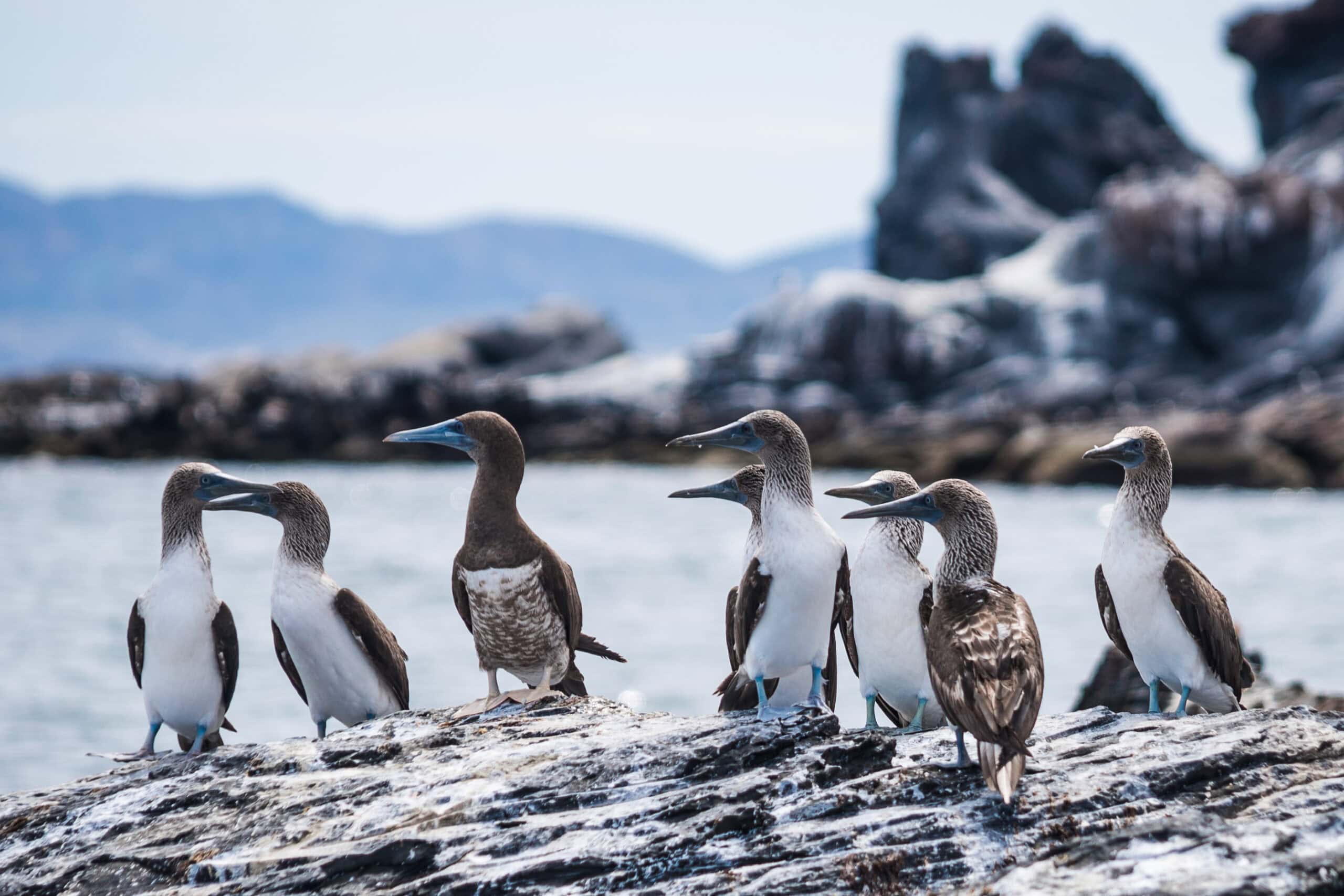 blue footed birds