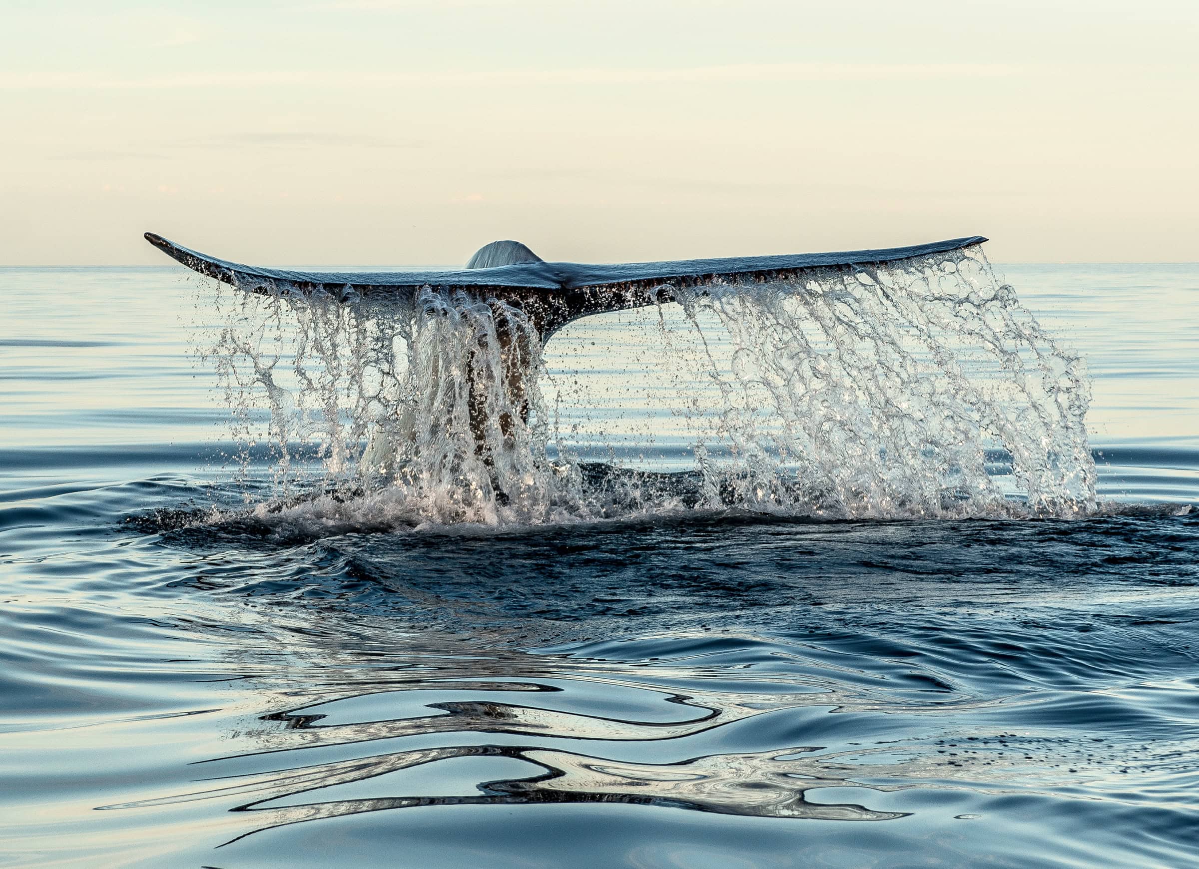 blue whale fin
