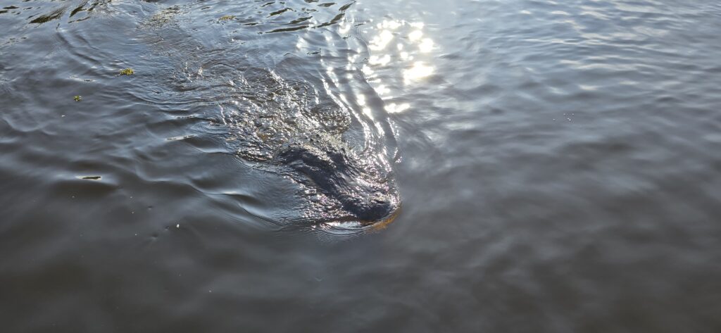 alligator in water