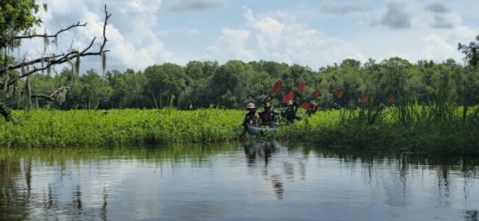 boat in swamp