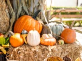 Thanksgiving offer at Princi Italia