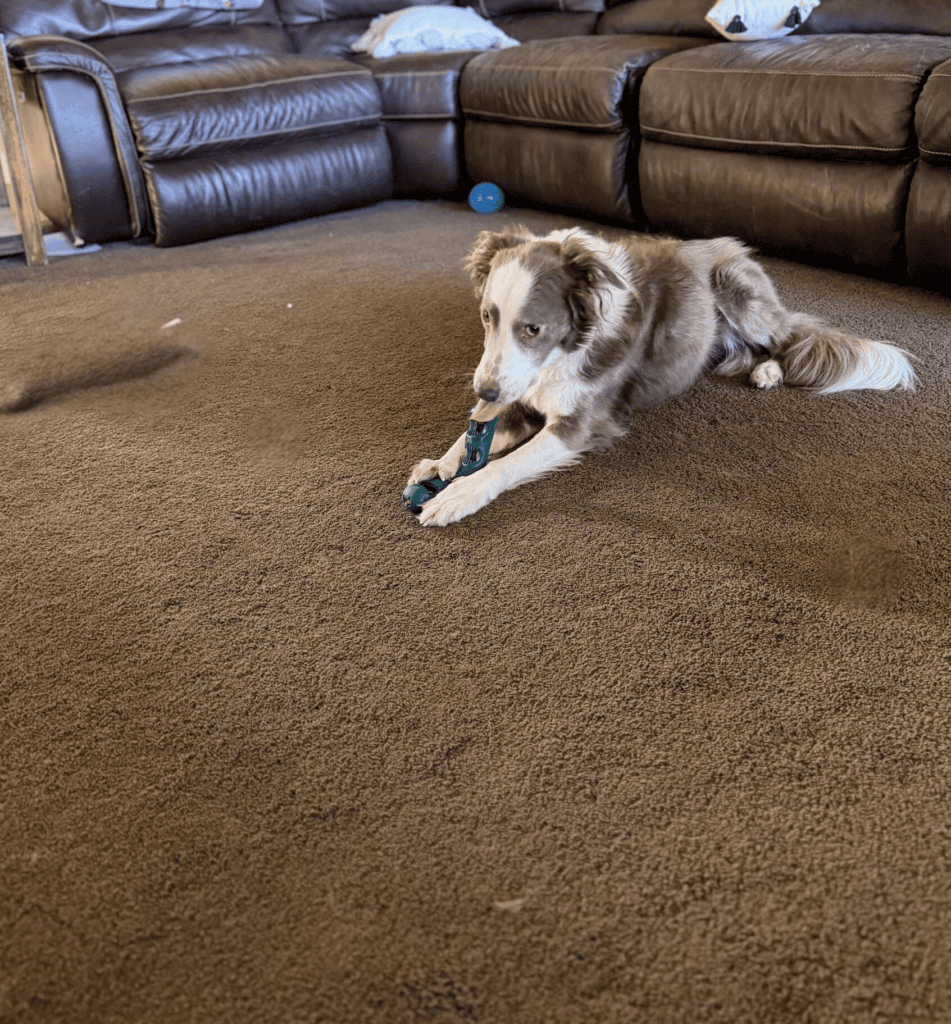 dog with toy