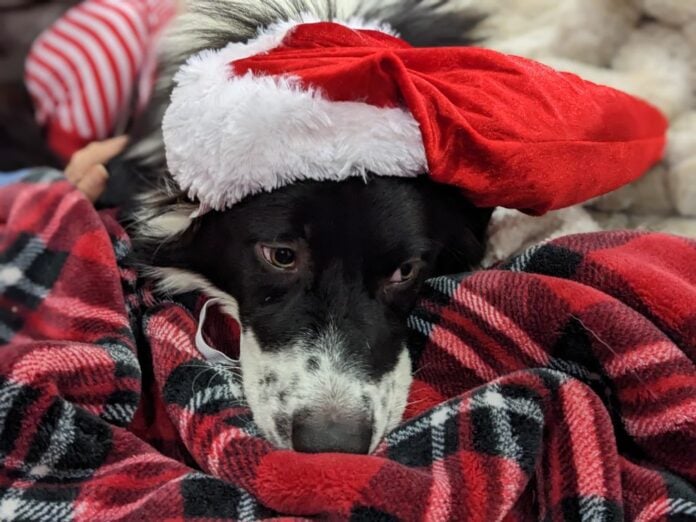 dog wearing Santa hat