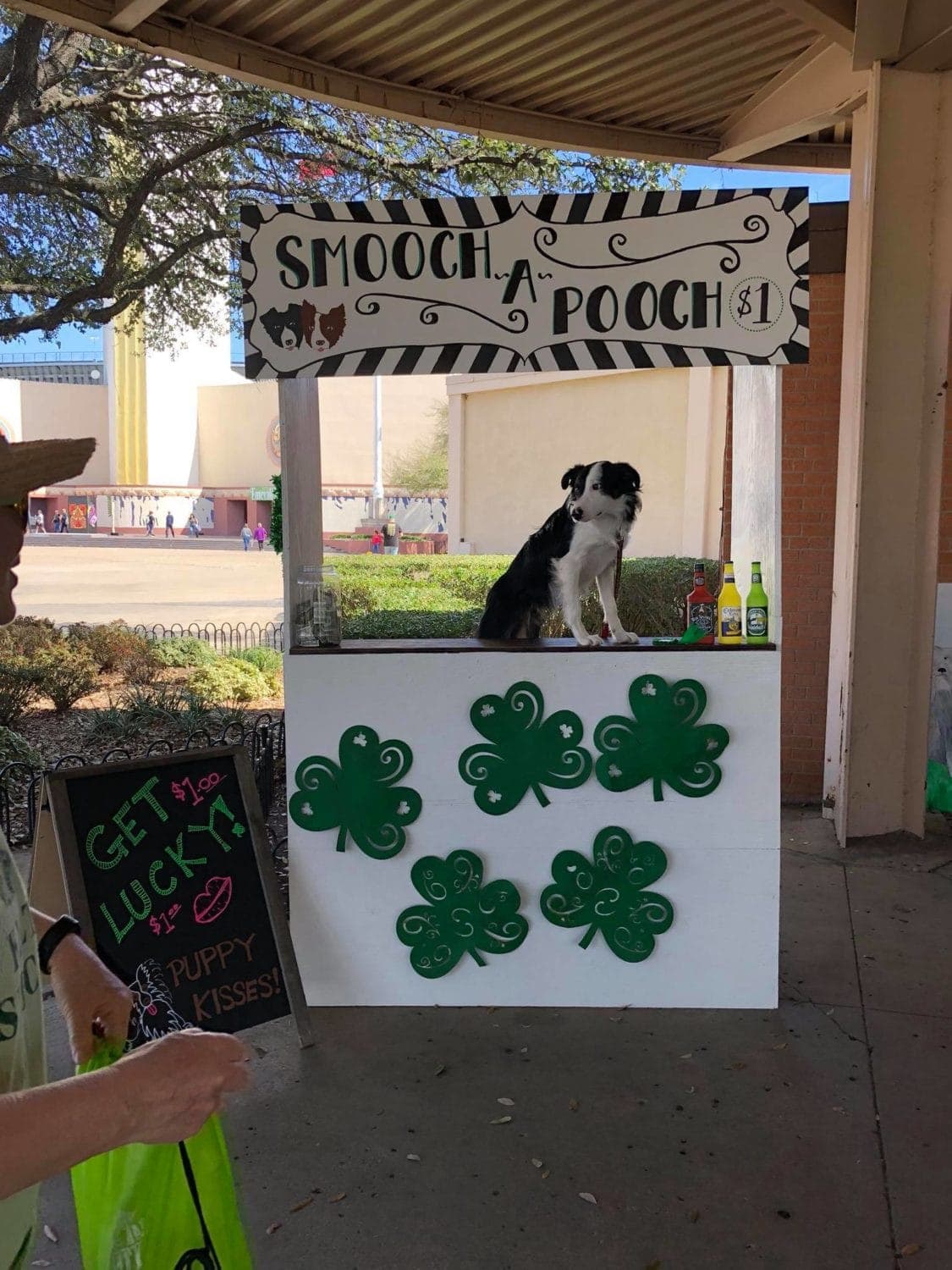 NTIF pet adoptions