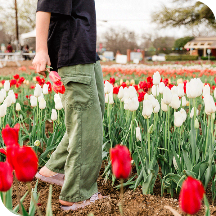 tulips