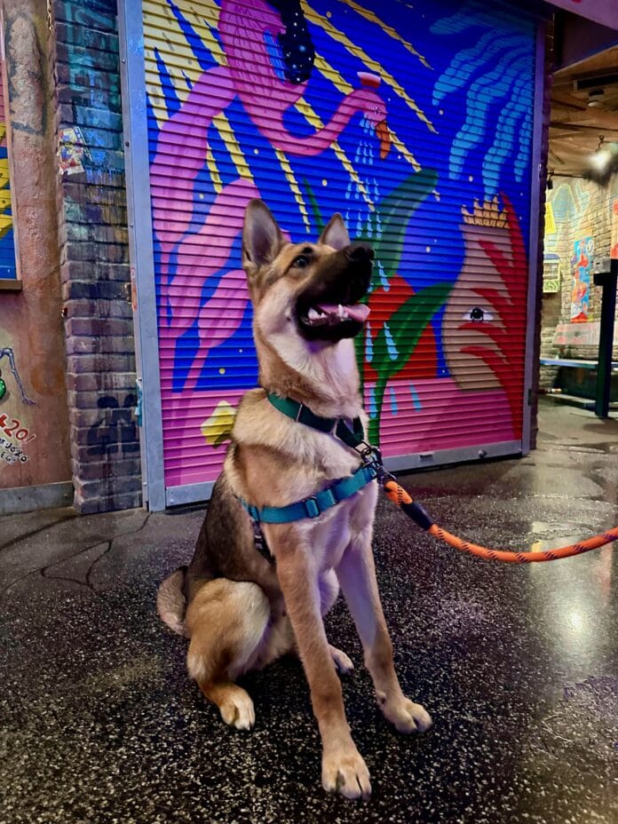 Portal Pets at Meow Wolf Grapevine