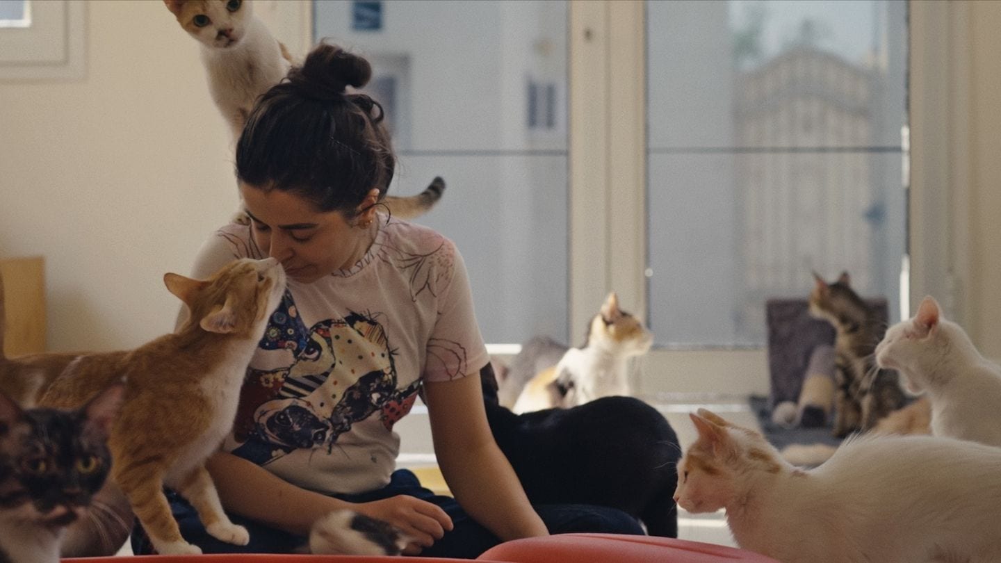 Asian Film Festival Cats of Qatar