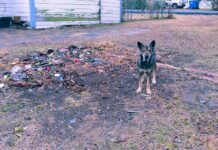 Billy the Kid Film Festival Opens Nov. 7 in Hico, Texas billy the kid film festival