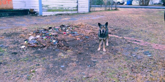 billy the kid film festival