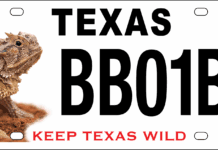 New Design for Horned Lizard License Plate Celebrates 25 Years of Conservation Funding