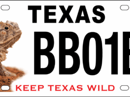 New Design for Horned Lizard License Plate Celebrates 25 Years of Conservation Funding