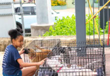 Enjoy Puppies & Pilates at Hilton Anatole July 12 Puppies & Pilates at Anatole Dallas